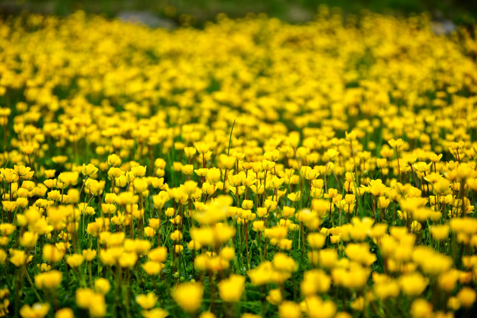 Nikon D7100 sample photo. Nature, landscape, kaçkars photography
