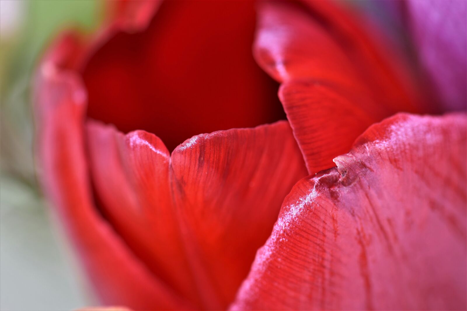 Nikon D5500 sample photo. Tulip, flower, blossom photography