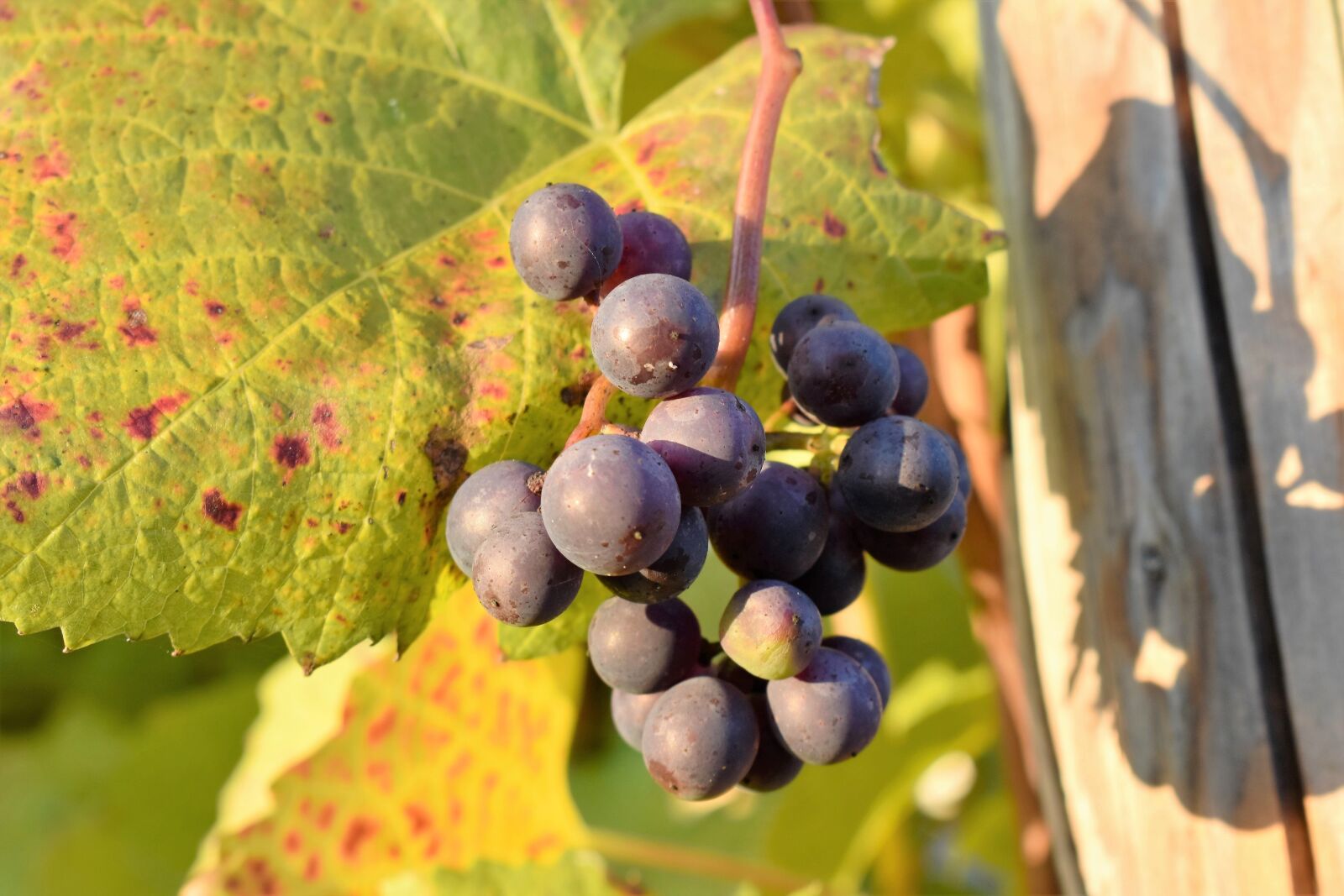 Nikon D5500 sample photo. Grapevine, leaves, plant photography