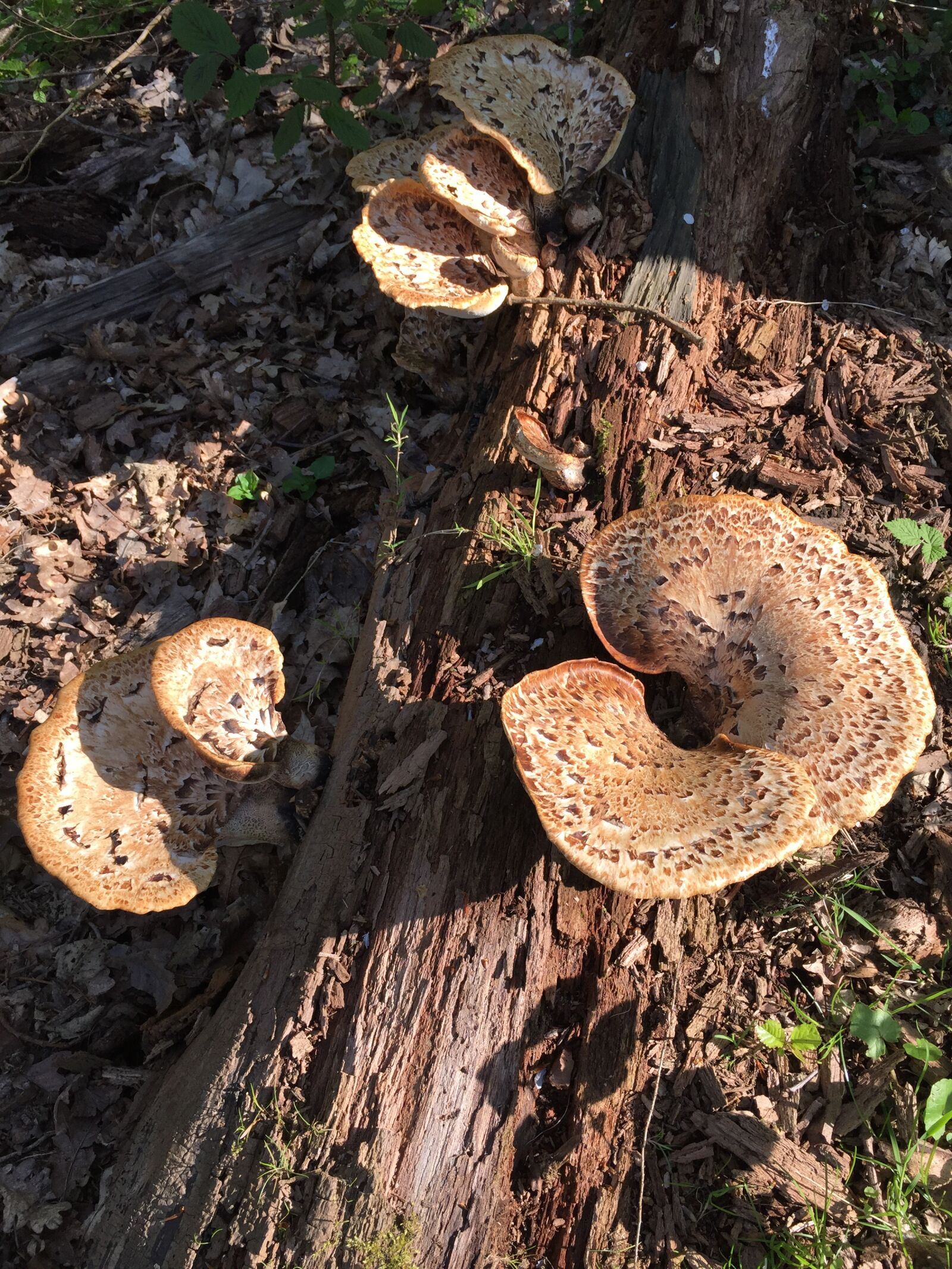 iPhone 6 back camera 4.15mm f/2.2 sample photo. Forest floor, tree trunk photography
