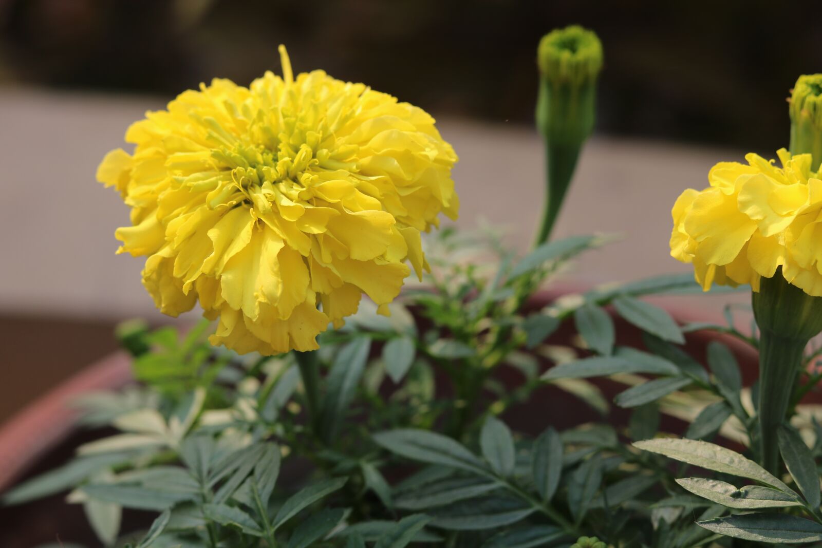 Canon EOS 750D (EOS Rebel T6i / EOS Kiss X8i) sample photo. Flower, nature, flora photography