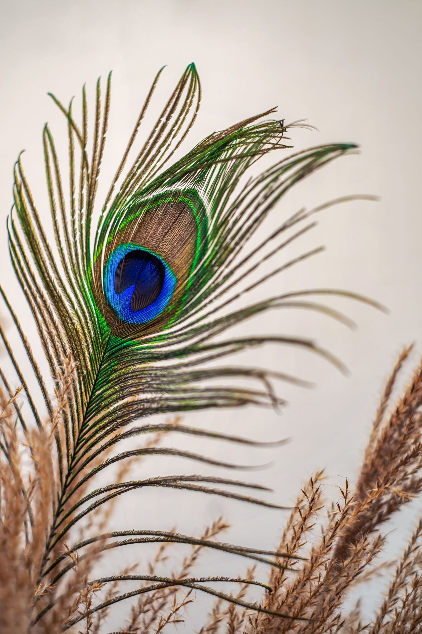 Fujifilm X-T30 sample photo. Peacock feather, peacock, structure photography