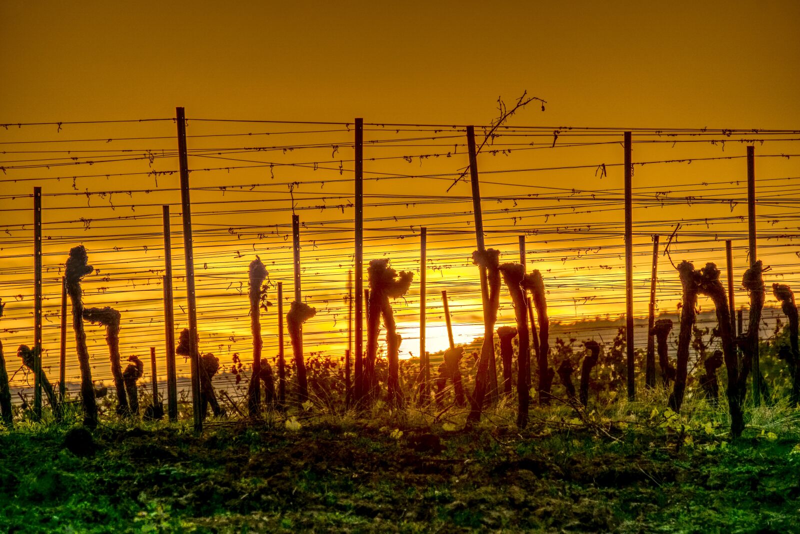 Sony a6000 sample photo. Vineyards, sun, sunset photography