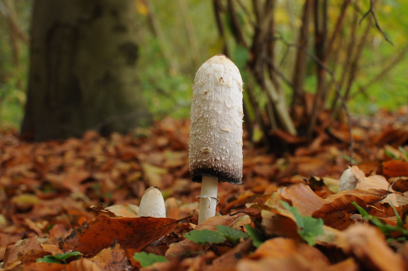 Nikon D5000 sample photo. Mushroom, plant, forest photography