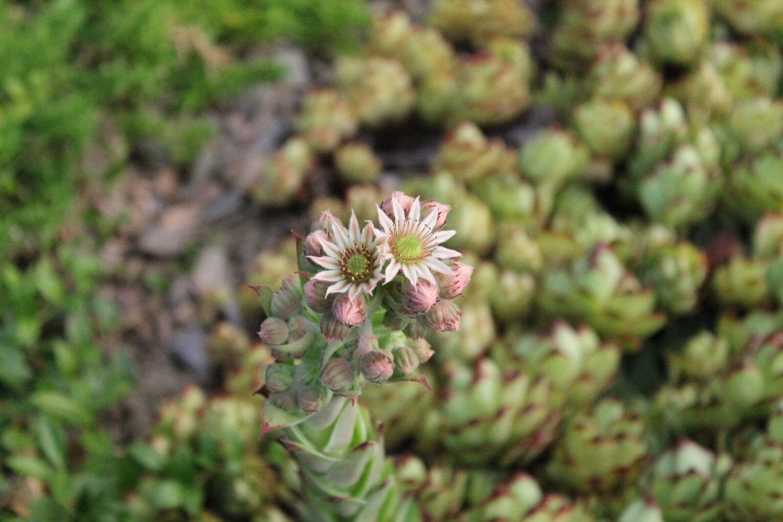 Canon EOS 1100D (EOS Rebel T3 / EOS Kiss X50) sample photo. Houseleek, green, plant photography