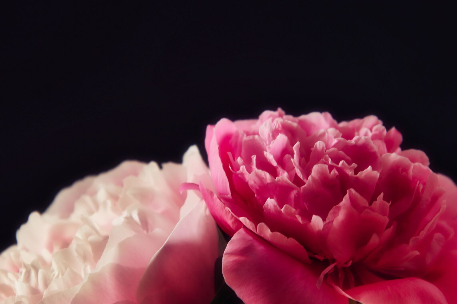 Canon EOS 77D (EOS 9000D / EOS 770D) sample photo. Peony, bouquet, pink photography
