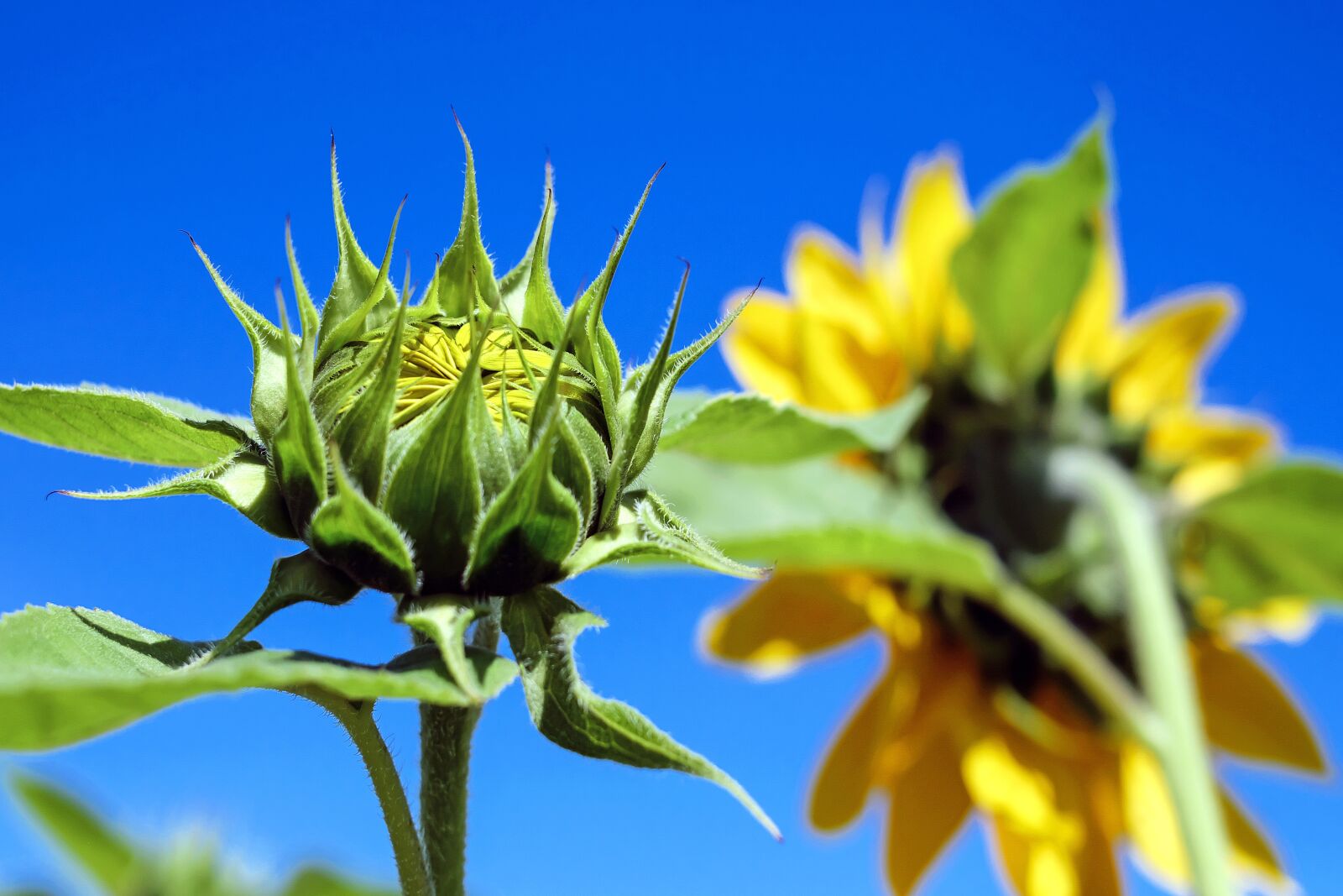 Fujifilm X-T10 + Fujifilm XF 35mm F1.4 R sample photo. Sunflower, bud, going up photography