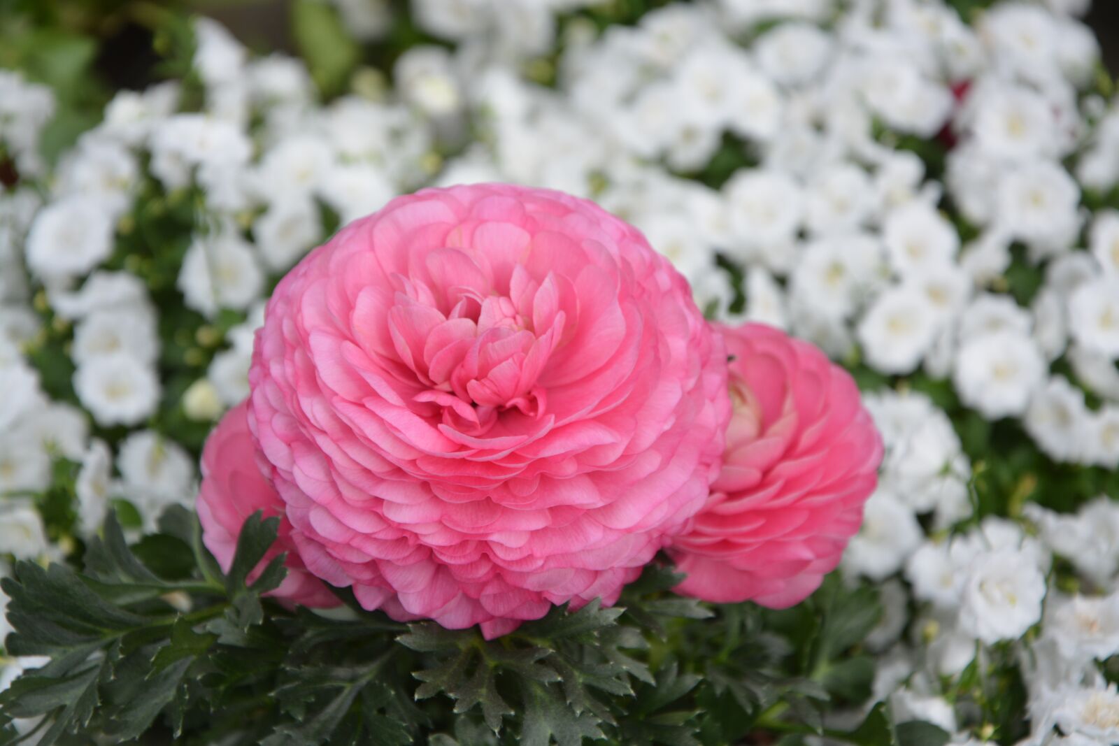 Nikon D5200 sample photo. Flower, plant, nature photography