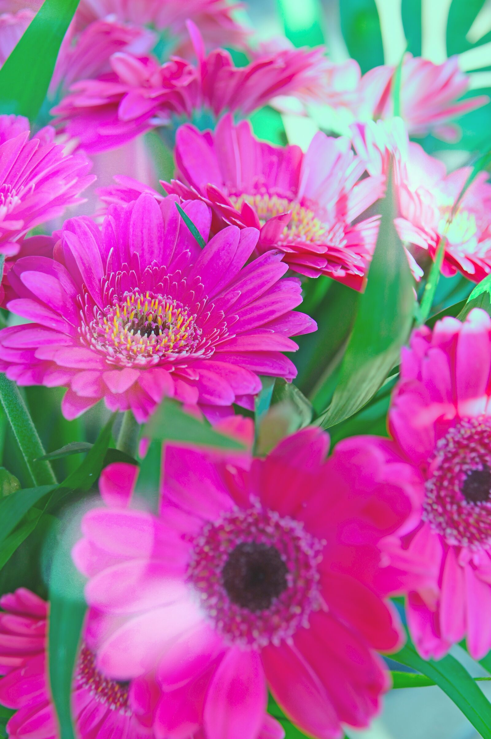 Nikon D3200 sample photo. Pink, gerbera, pink flowers photography