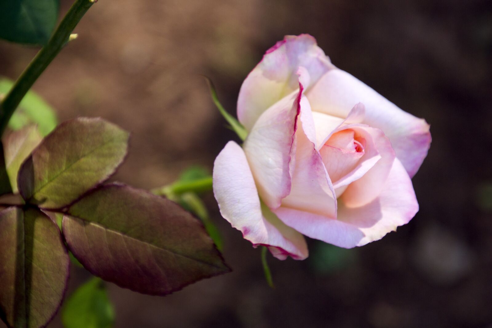 Canon EOS 700D (EOS Rebel T5i / EOS Kiss X7i) sample photo. Rosa, ornamental flower, garden photography