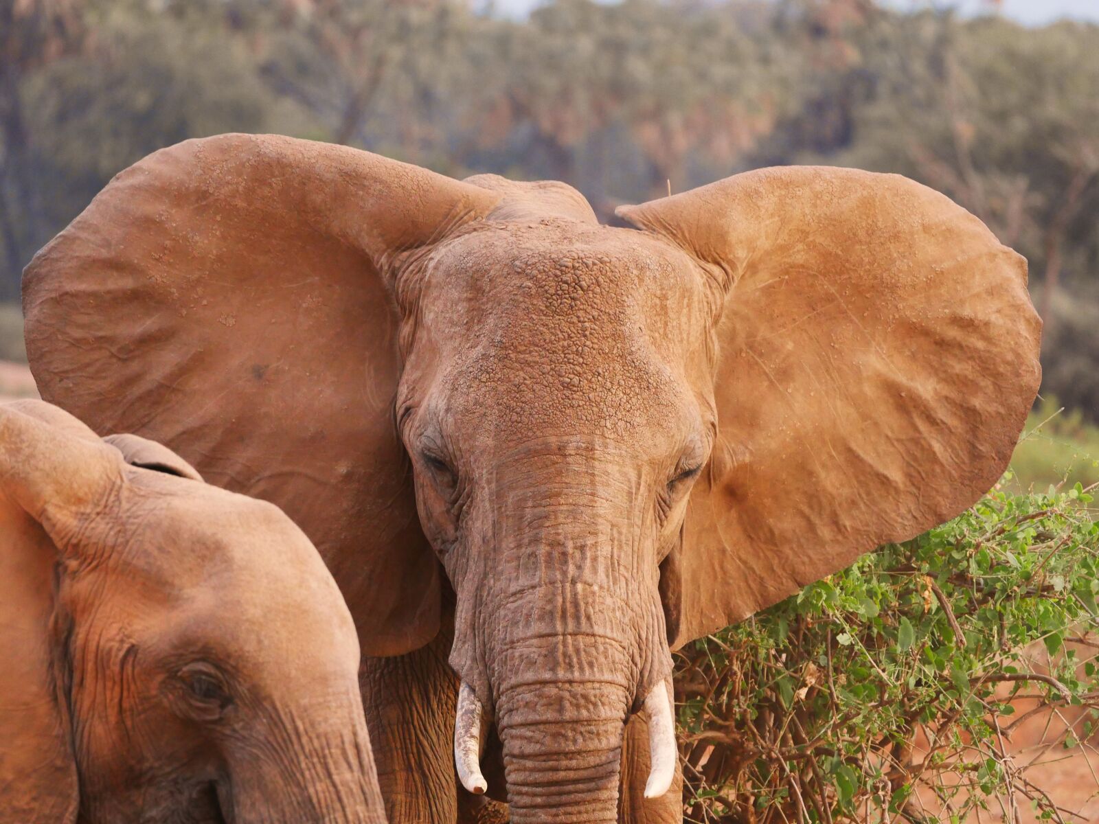 Panasonic Lumix DMC-GX8 sample photo. Elephant, head, ears photography