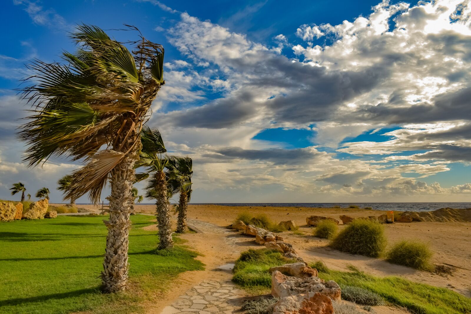 Nikon D3300 sample photo. Palm trees, wind, path photography