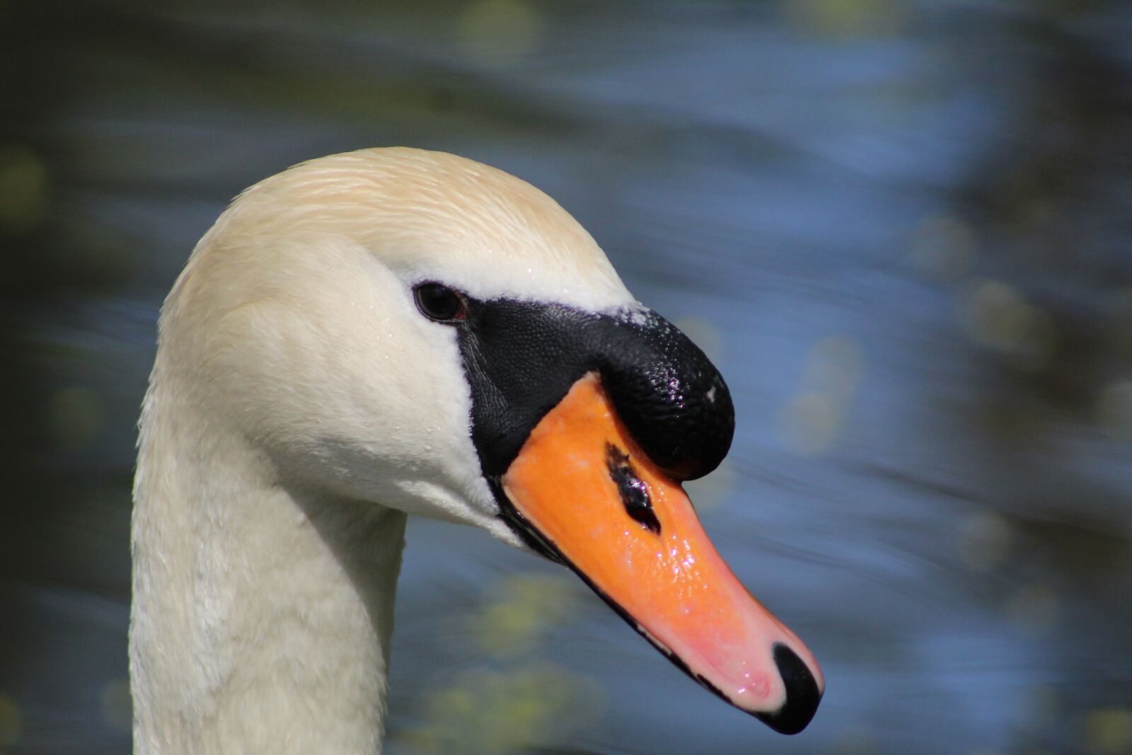 Canon EF75-300mm f/4-5.6 sample photo. Bird, animal world, waters photography