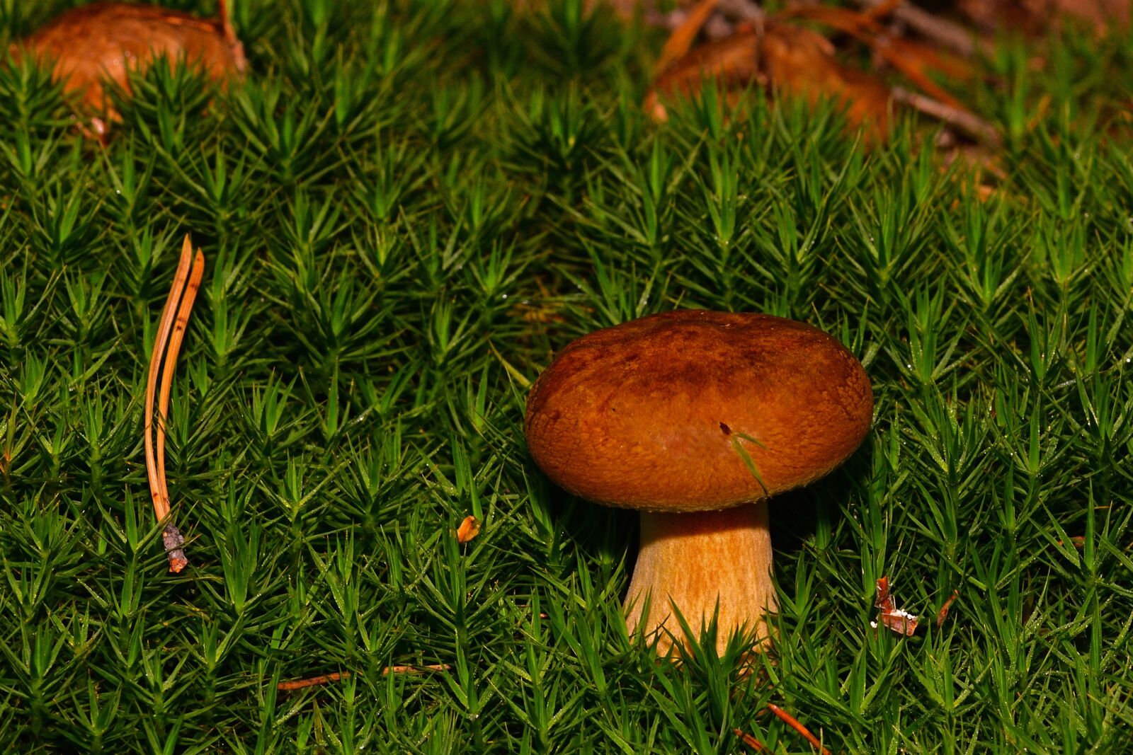 Nikon D5200 sample photo. Nature, forest, mushroom photography