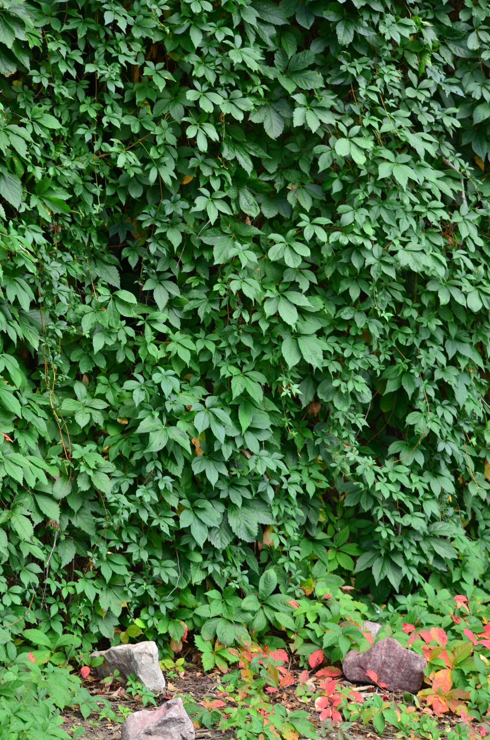 Nikon D7000 sample photo. Ivy, ivy wall, green photography