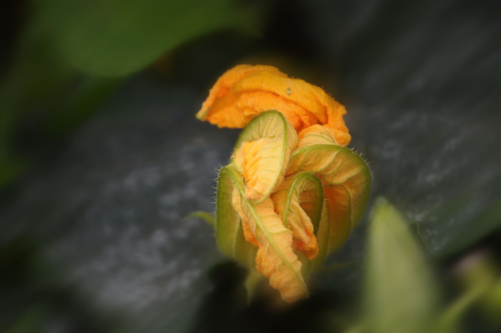 Nikon D3200 sample photo. Flower, pumpkin, vegetable photography
