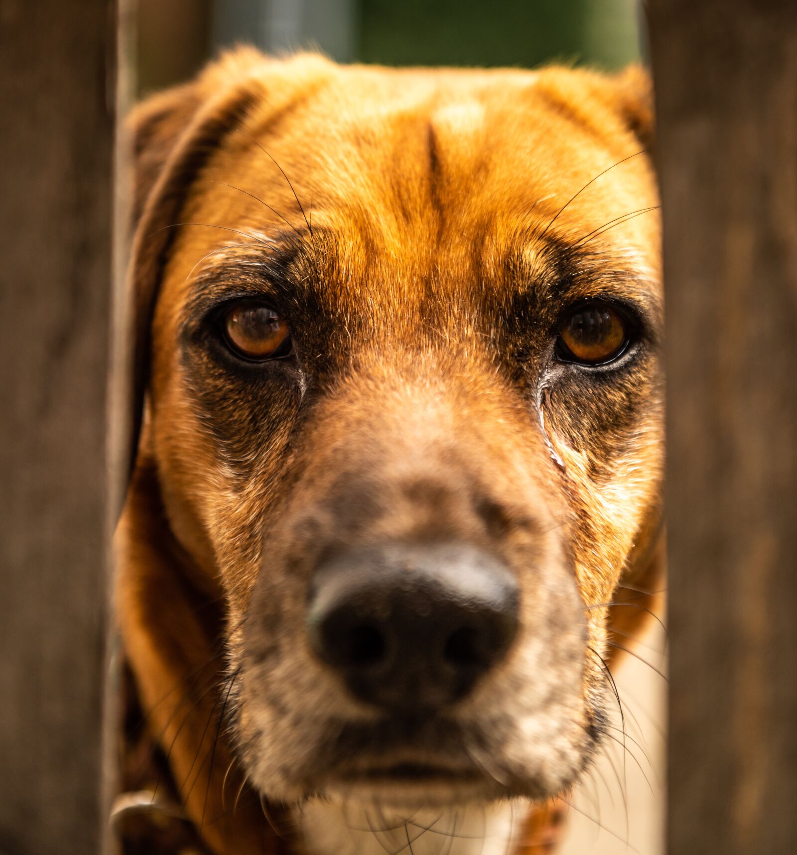 Nikon D750 sample photo. Dog, animal, portrait photography