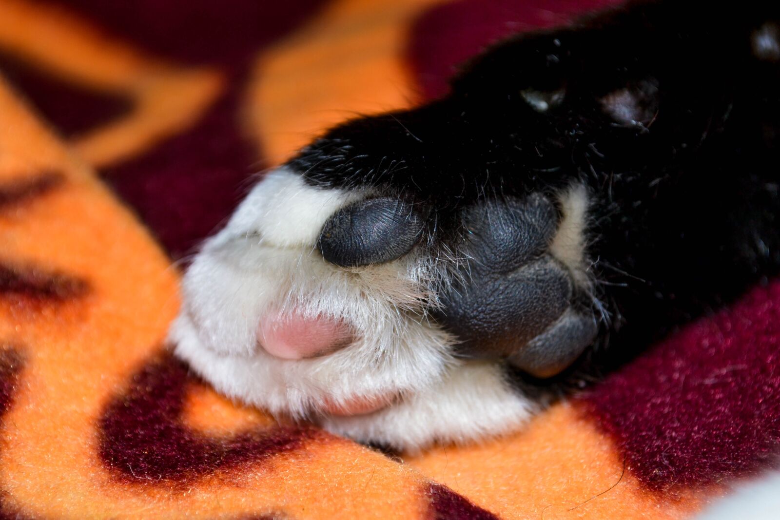 Nikon D3100 sample photo. Pata, gato, felino photography