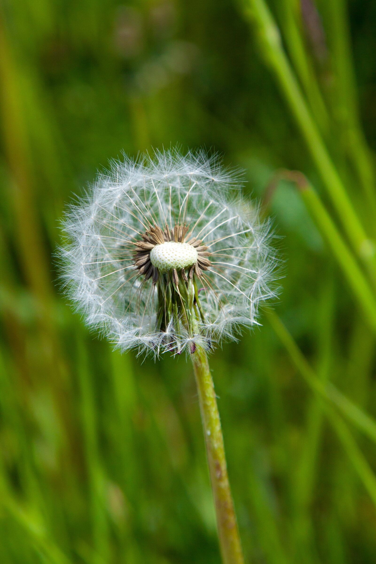 Canon EOS 50D + Canon EF 24-105mm F4L IS USM sample photo. Grass, nature, plant photography