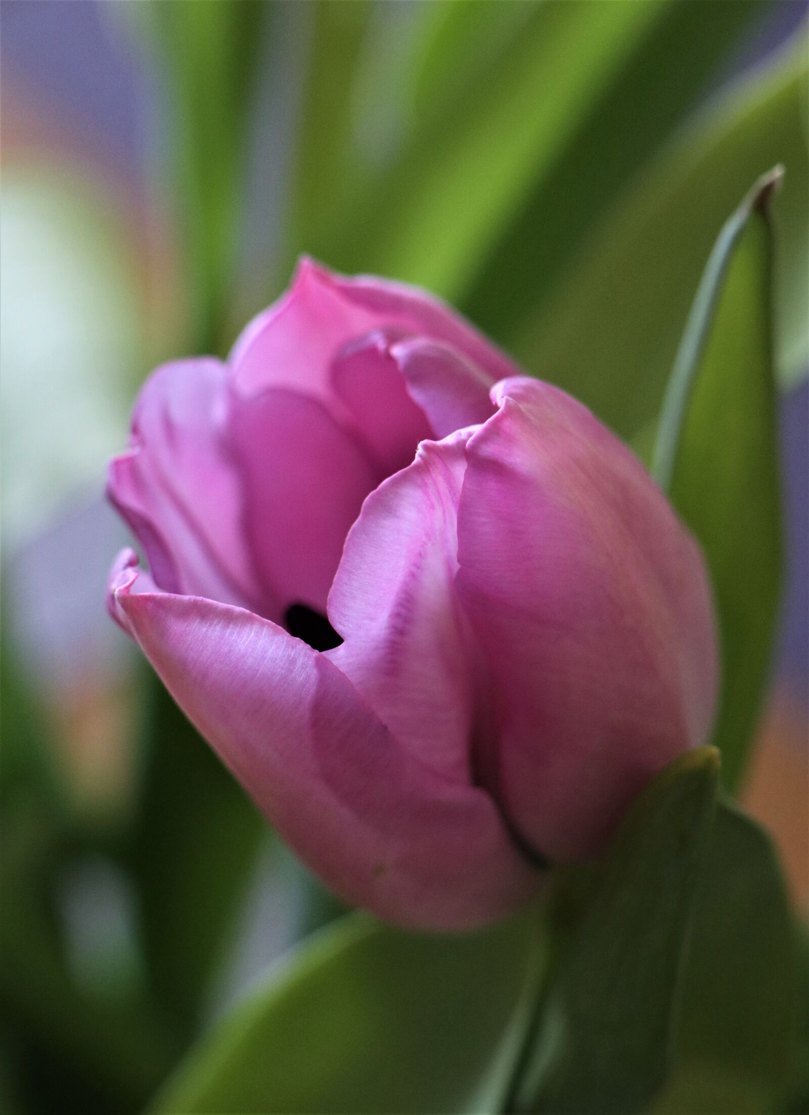 Canon EOS M6 sample photo. Flower, tulip, spring photography
