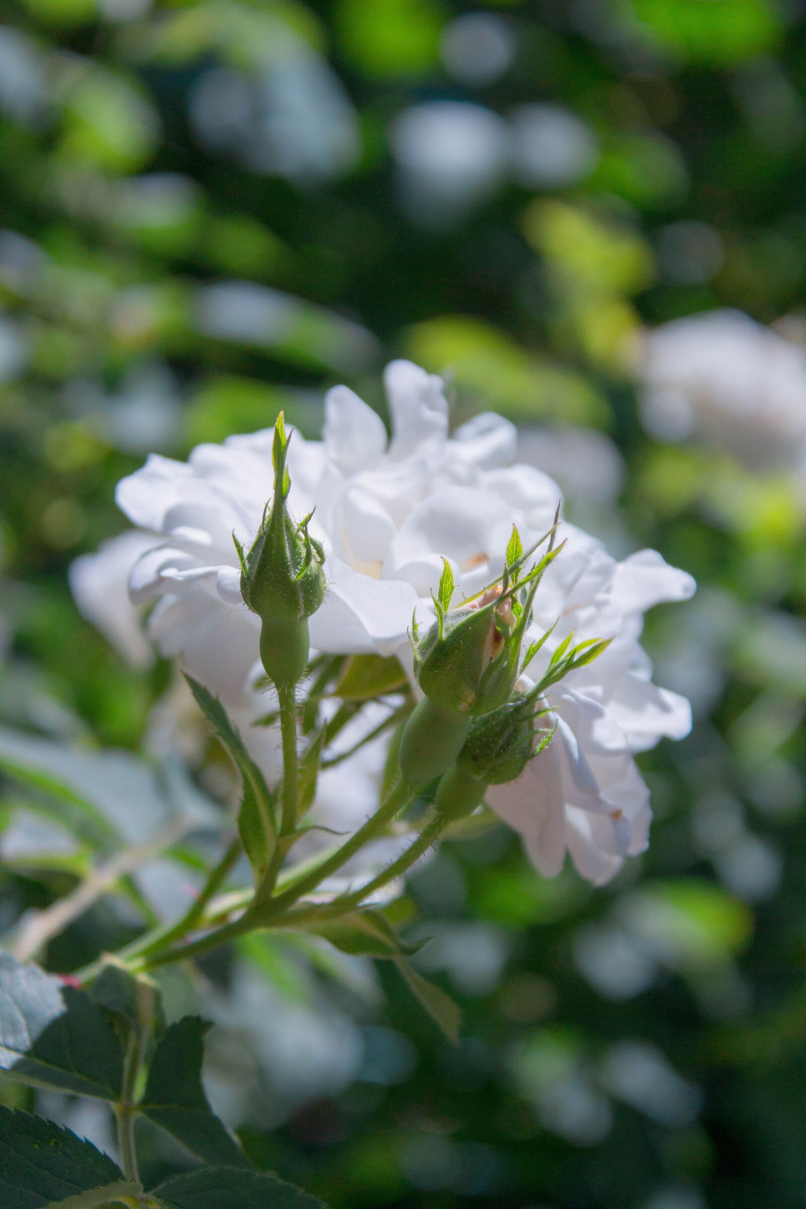 Canon EOS 700D (EOS Rebel T5i / EOS Kiss X7i) sample photo. Macro, flower, white photography