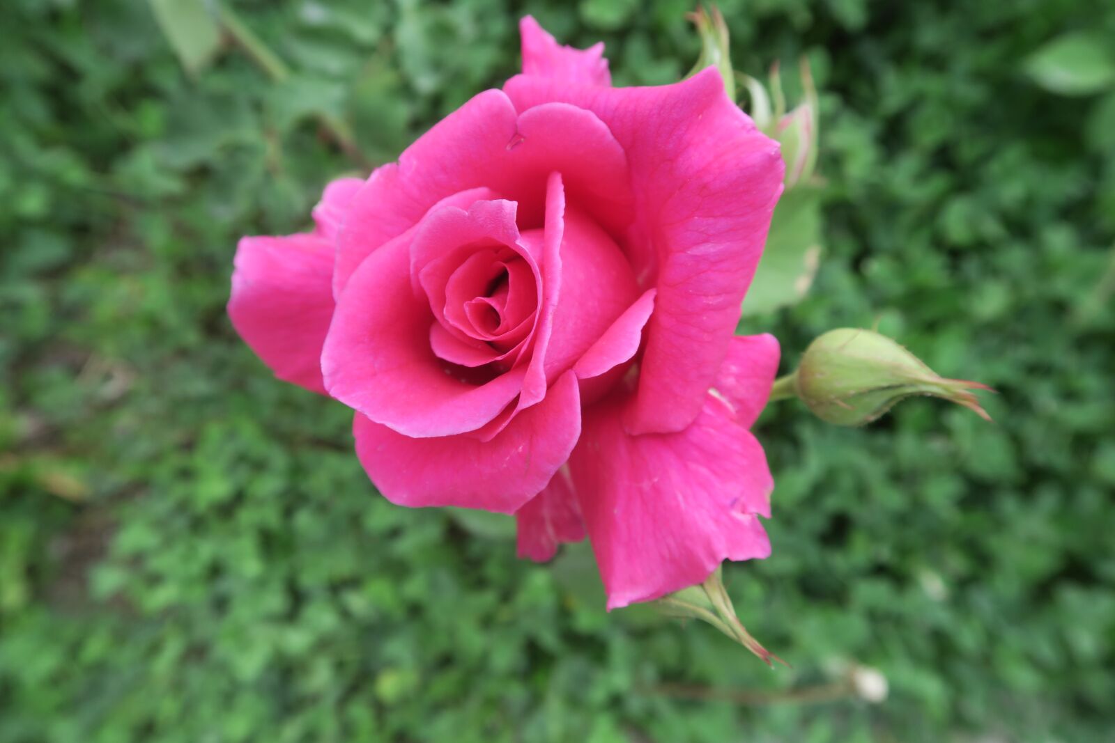 Canon PowerShot G7 X sample photo. Rose, red, roses photography