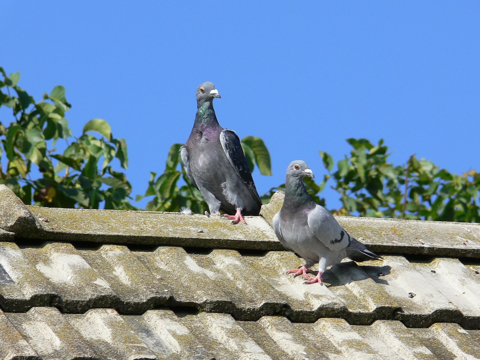 Panasonic DMC-FZ30 sample photo. Squab, post pigeons, pigeons photography