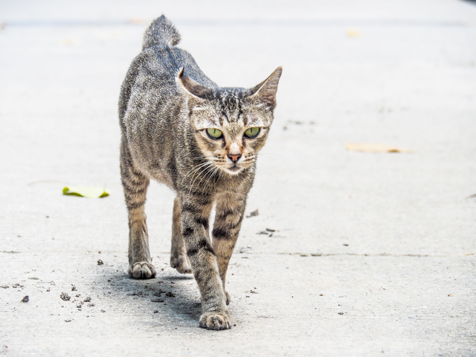 Olympus OM-D E-M10 II + OLYMPUS M.14-150mm F4.0-5.6 II sample photo. Animal, photography, cat photography