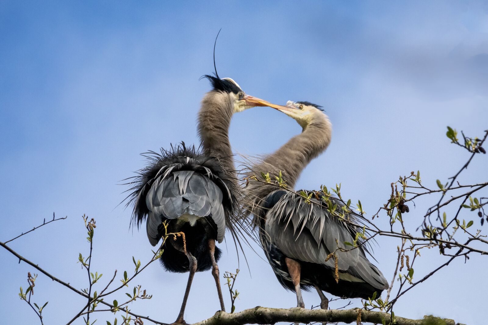 Sony Cyber-shot DSC-RX10 IV sample photo. Nature, bird, animal photography
