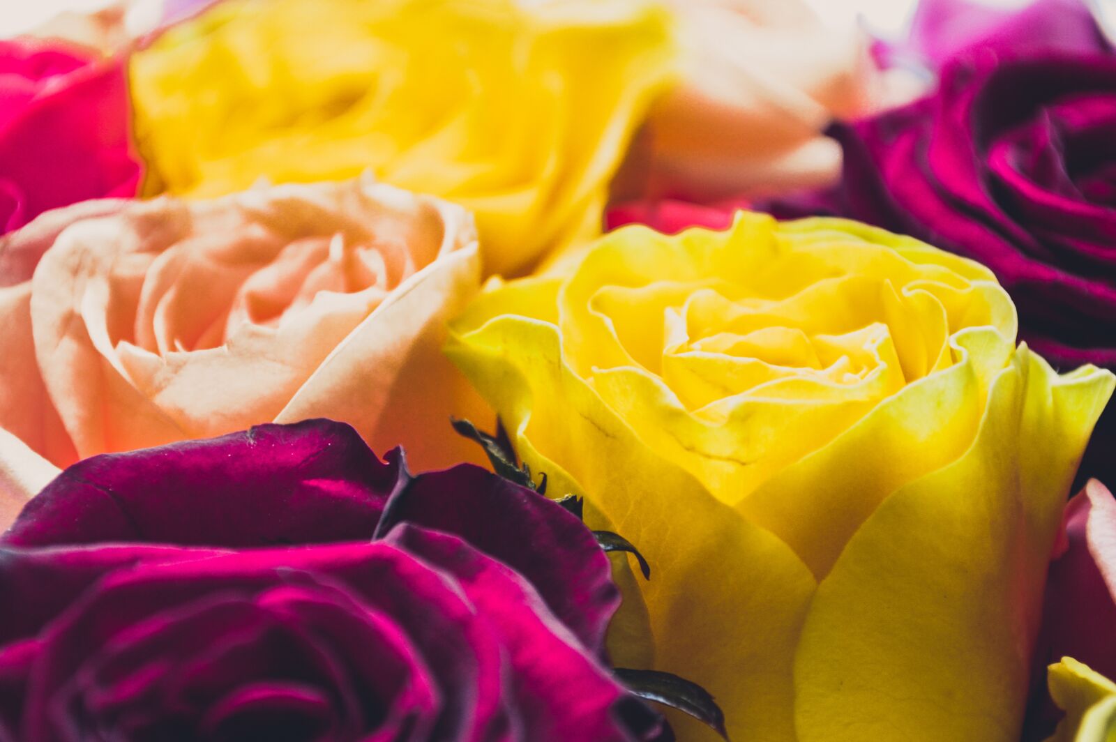 Nikon D3200 sample photo. Yellow roses, yellow flowers photography