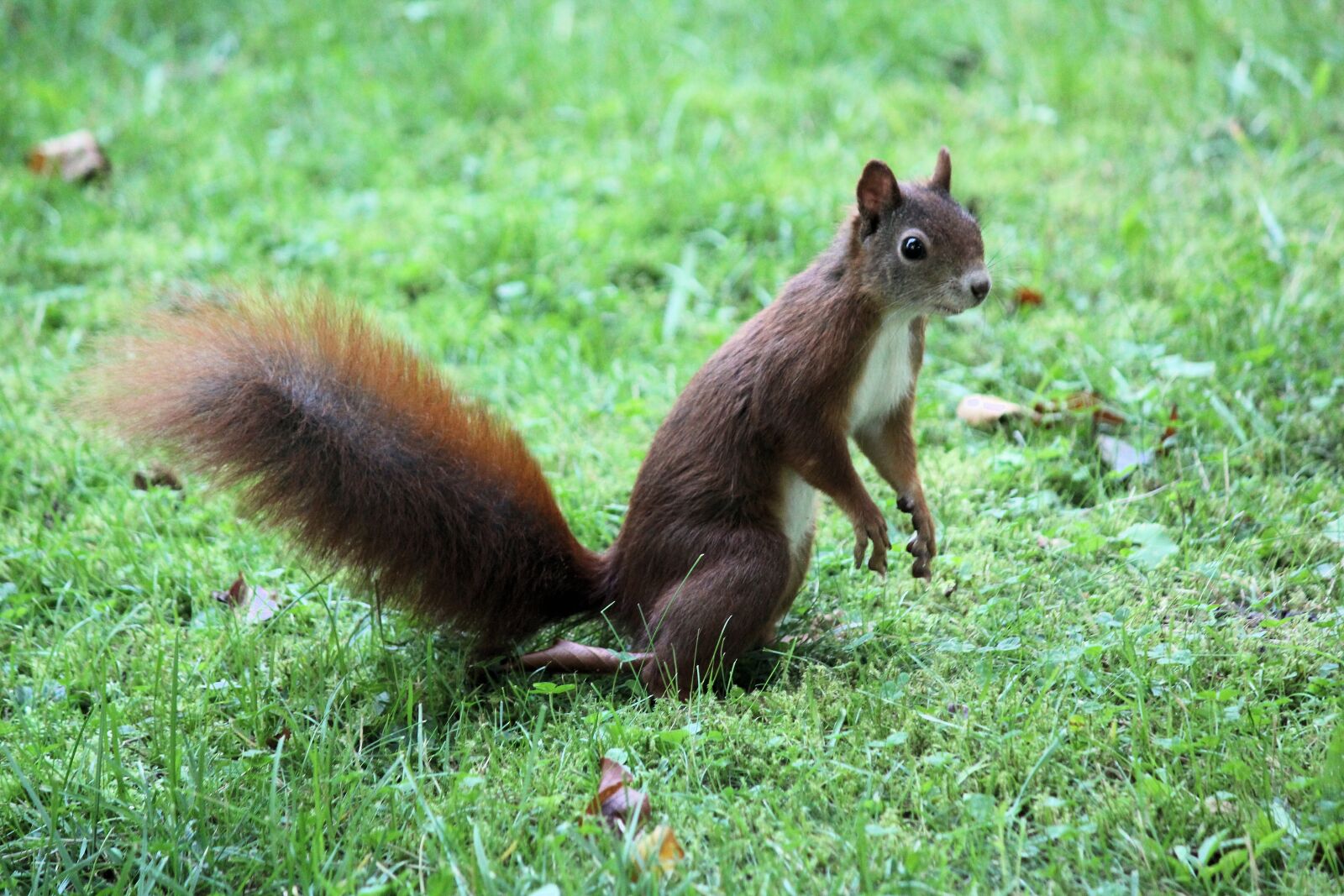 Canon EOS 550D (EOS Rebel T2i / EOS Kiss X4) sample photo. The squirrel, standing, rodent photography