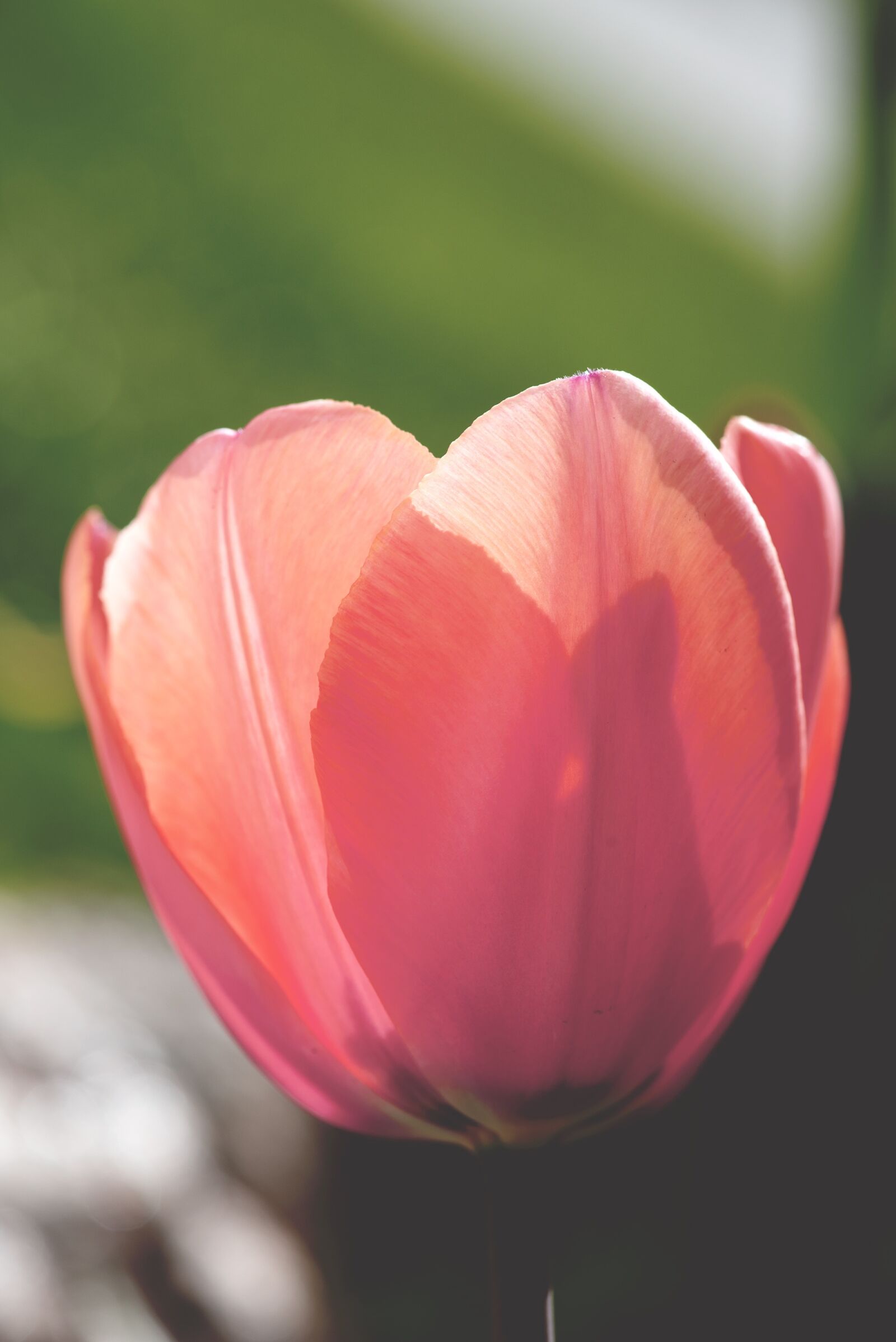 Nikon D750 sample photo. Tulip, blossom, bloom photography