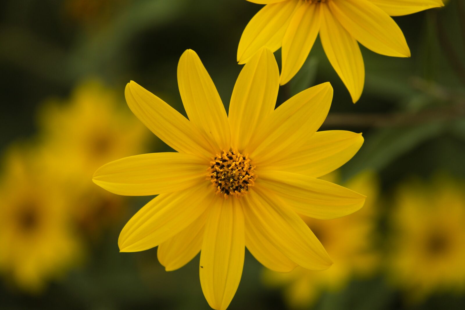 Canon EOS 1100D (EOS Rebel T3 / EOS Kiss X50) sample photo. Perennials-sun flower, sunflower, helianthus photography