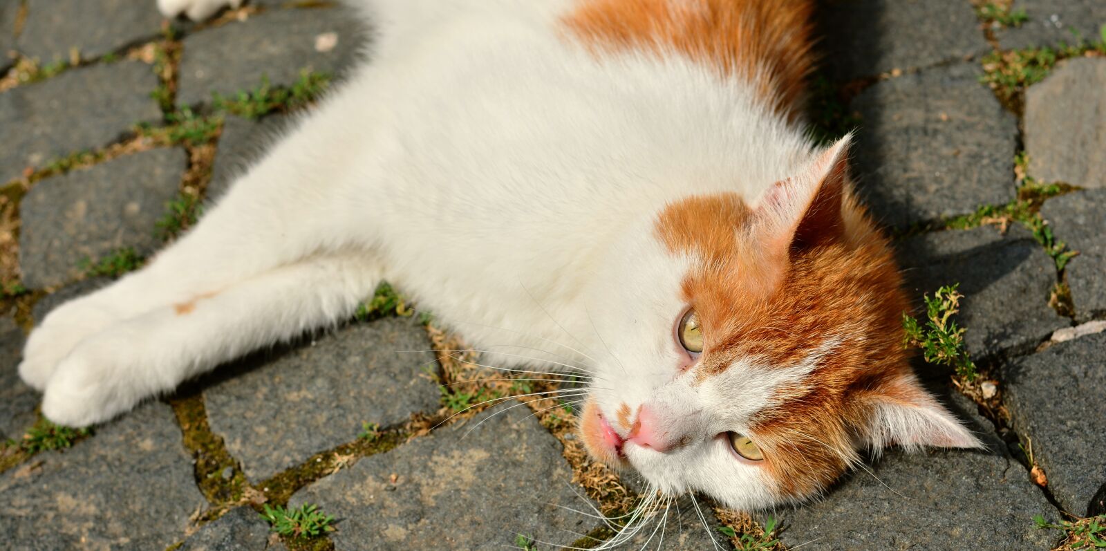 Nikon D5200 sample photo. Cat, concerns, relax photography