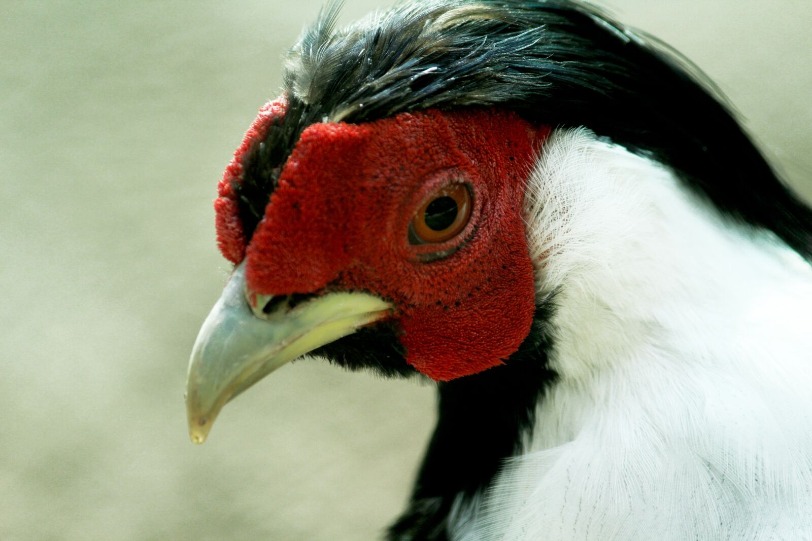 Canon EF-S 55-250mm F4-5.6 IS II sample photo. Birds, hen, farm photography