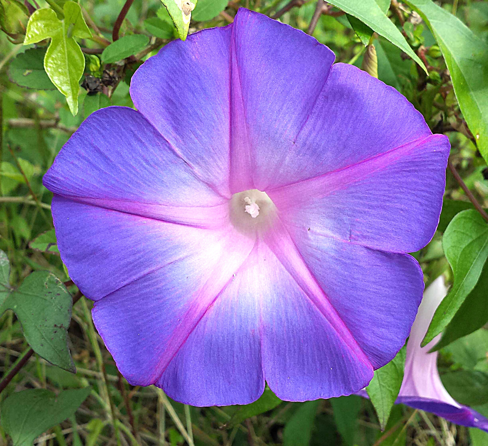 Samsung Galaxy S4 sample photo