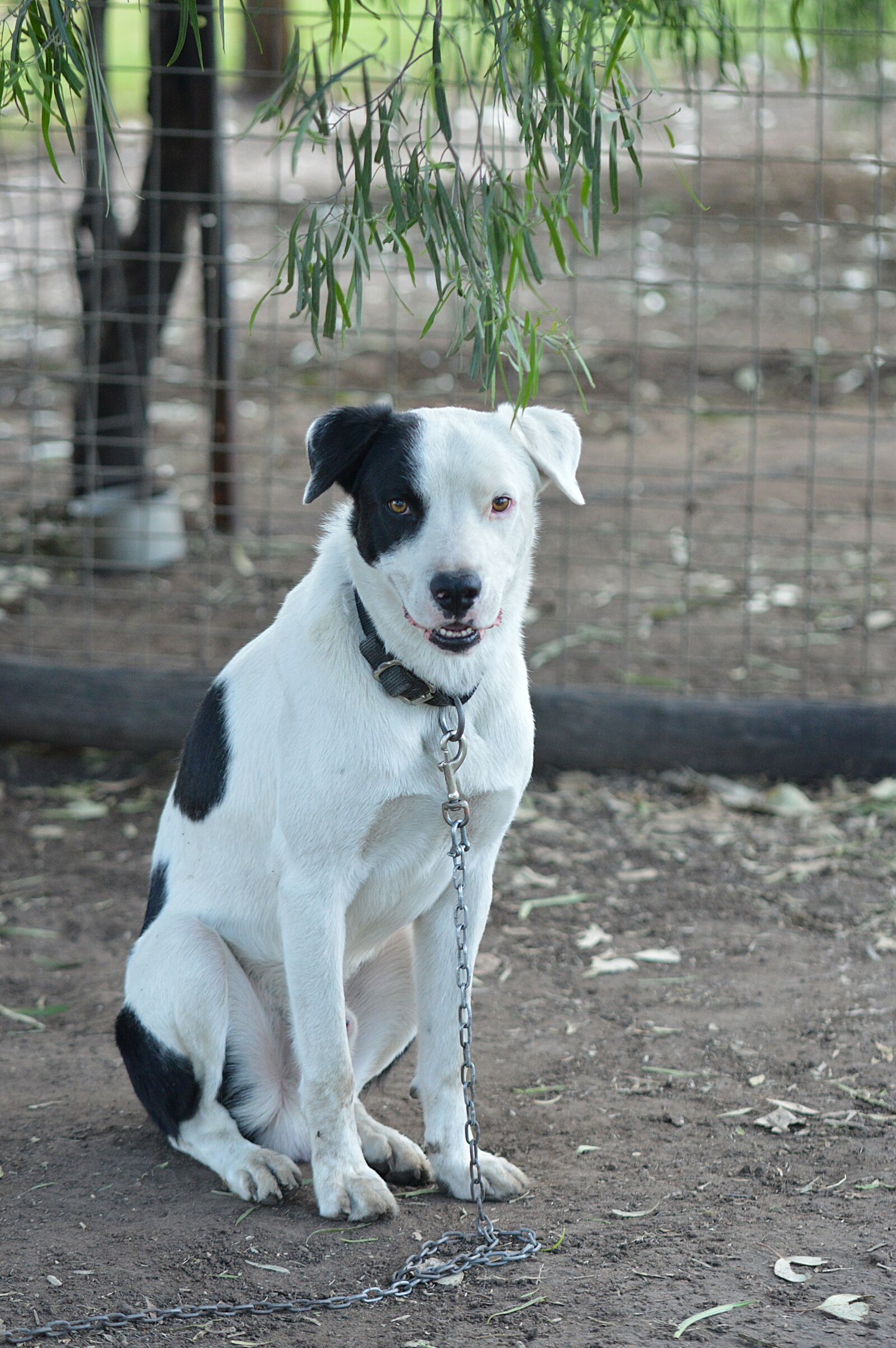 Nikon D3200 sample photo. Dog, pet, sitting photography