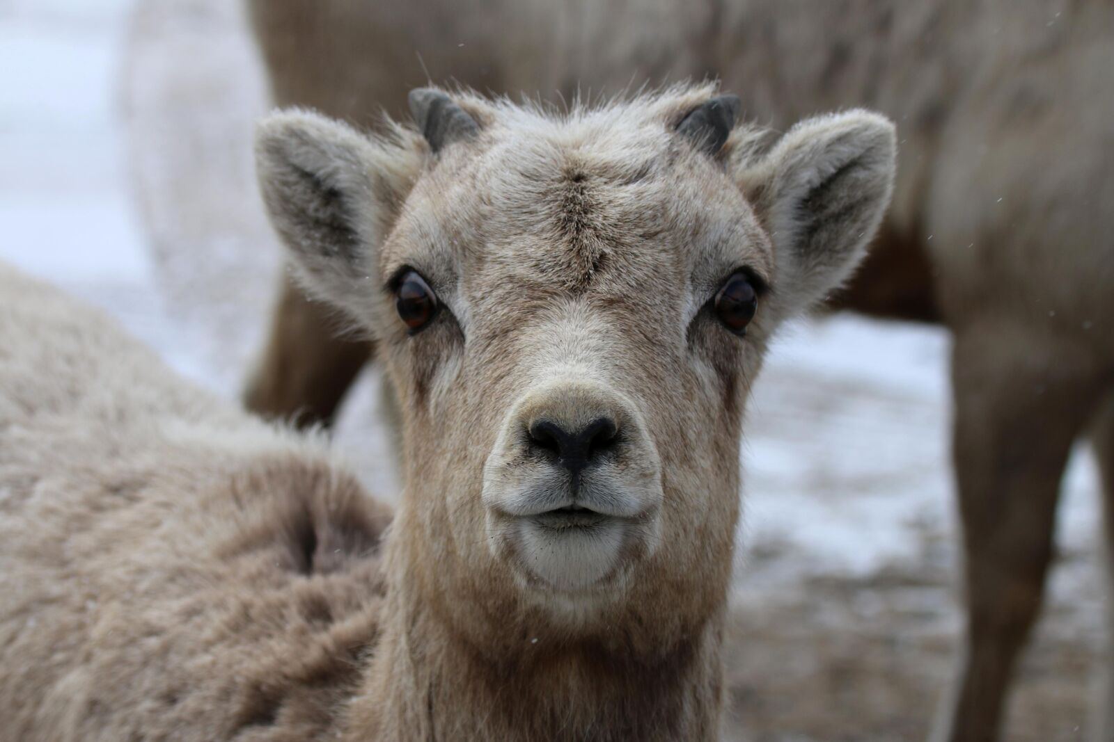 Canon EOS 70D sample photo. Bighorn, sheep, lamb, head photography