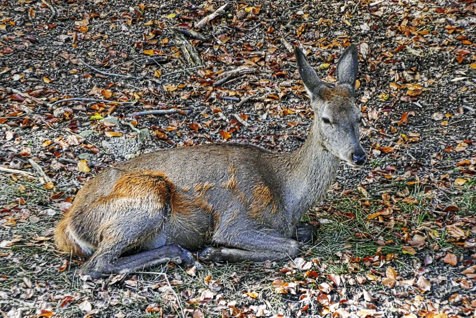 Panasonic Lumix DMC-FZ1000 sample photo. Red deer, doe, bald photography