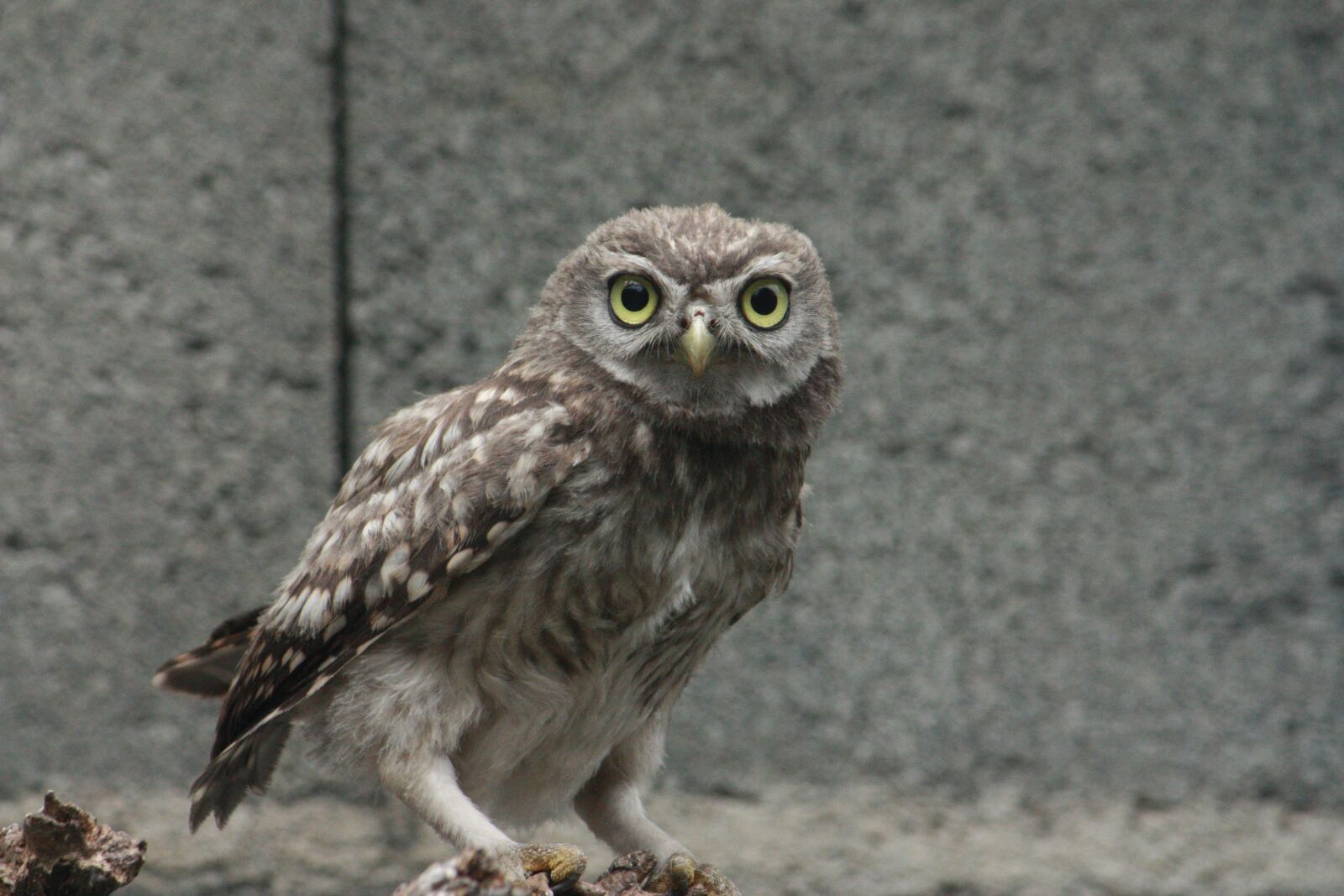 Canon EOS 450D (EOS Rebel XSi / EOS Kiss X2) sample photo. Little owl ath nas photography