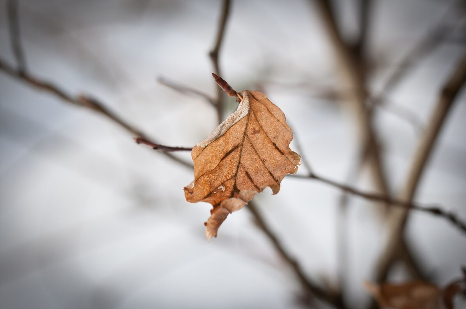 Nikon D90 sample photo. Leaf, leaves, autumn leaf photography