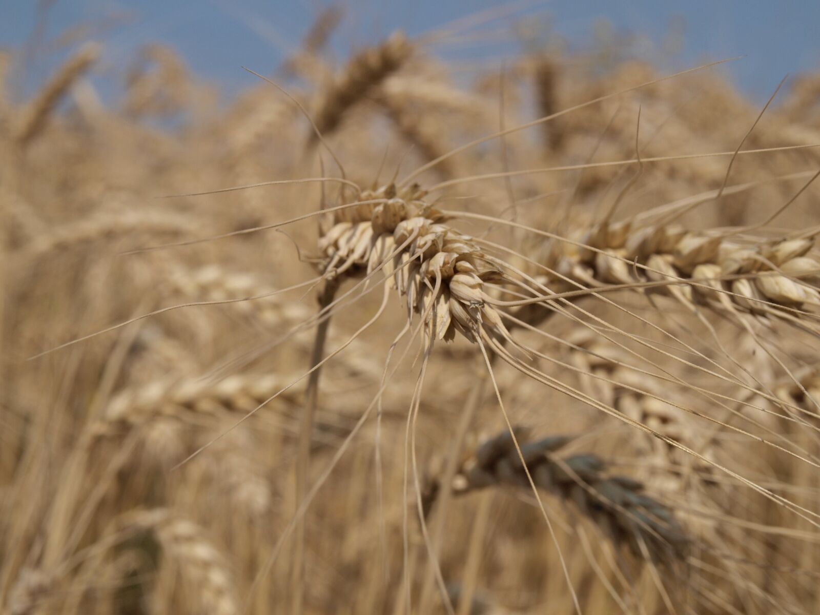 Olympus E-520 (EVOLT E-520) sample photo. Summer, cornfield, bread photography