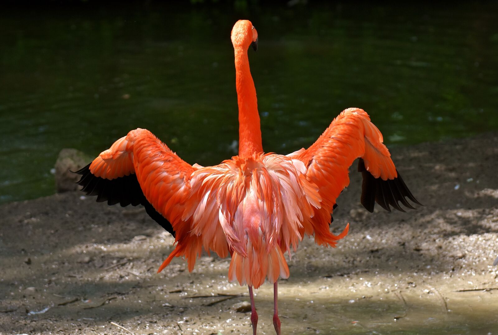 Nikon D7200 sample photo. Flamingo, bird, colorful photography