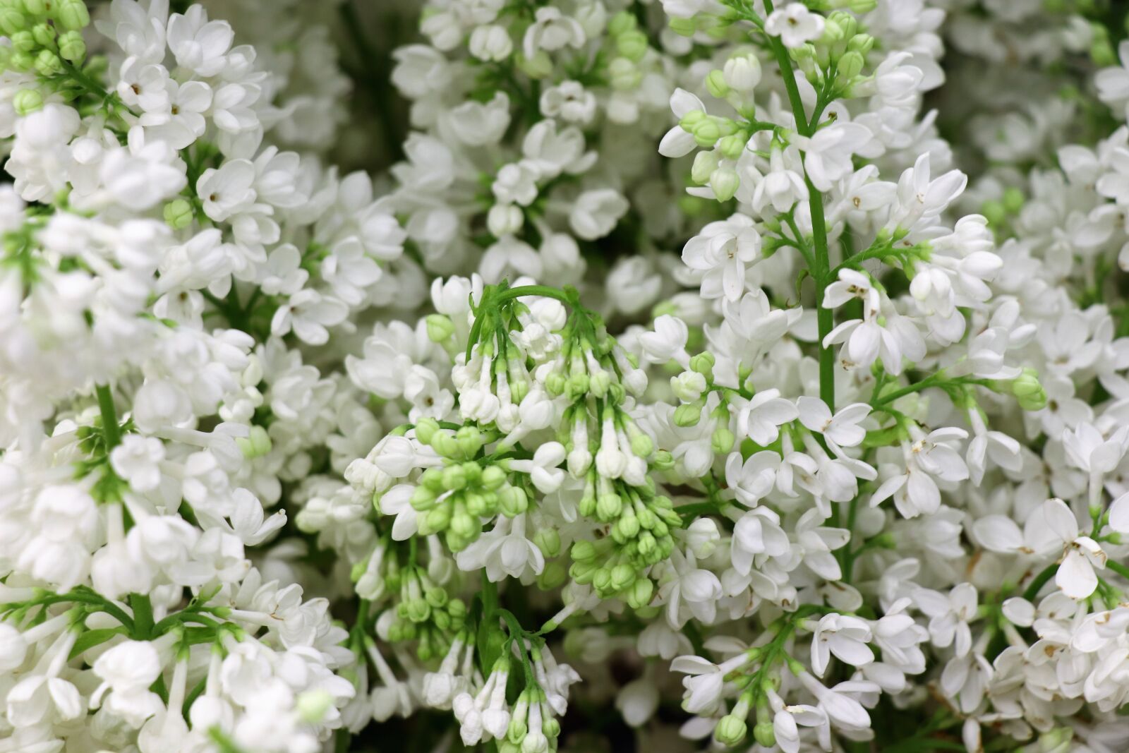 Canon EOS 77D (EOS 9000D / EOS 770D) sample photo. Lilac, white, spring photography