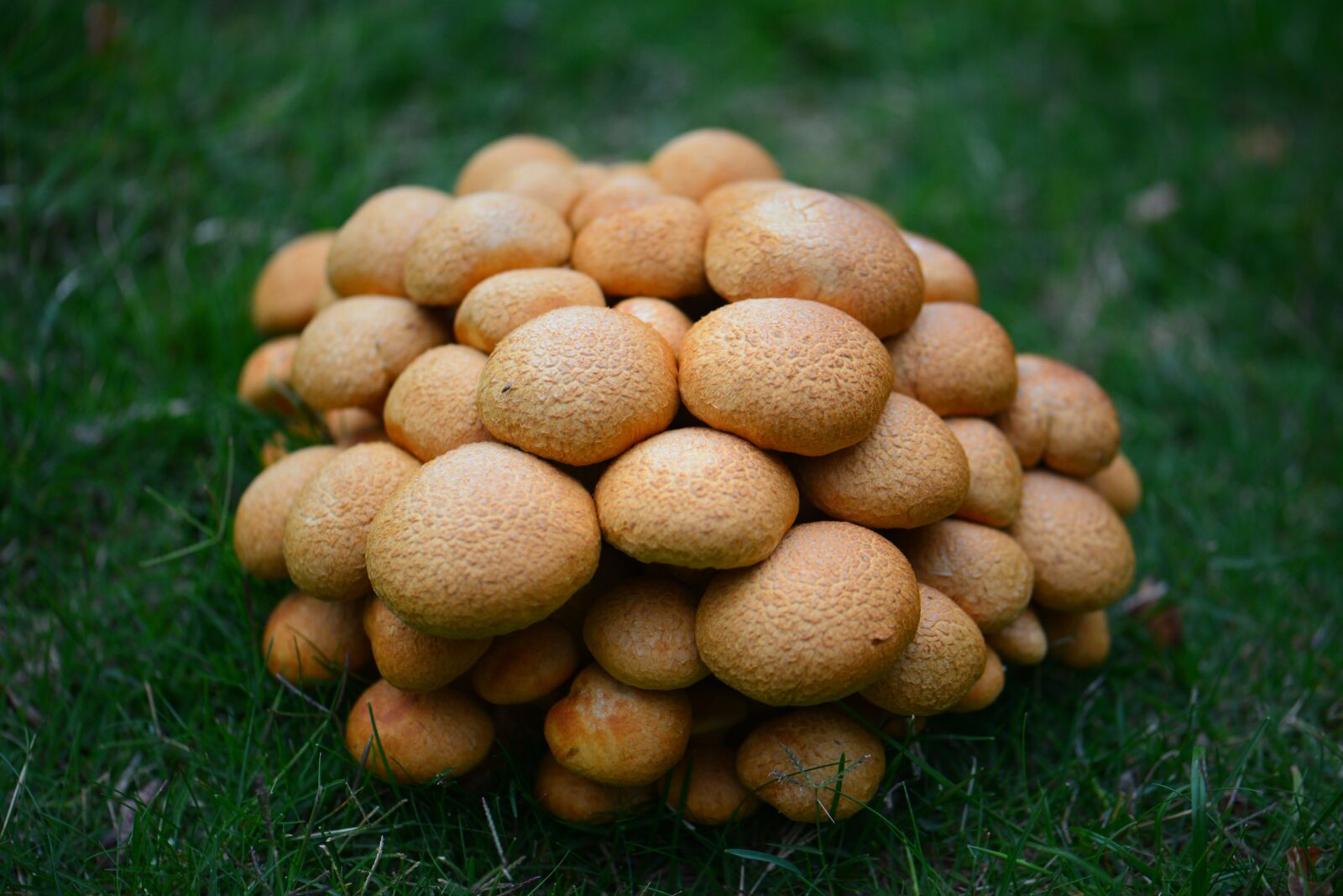 Nikon D610 sample photo. Fungus, cluster, nature photography