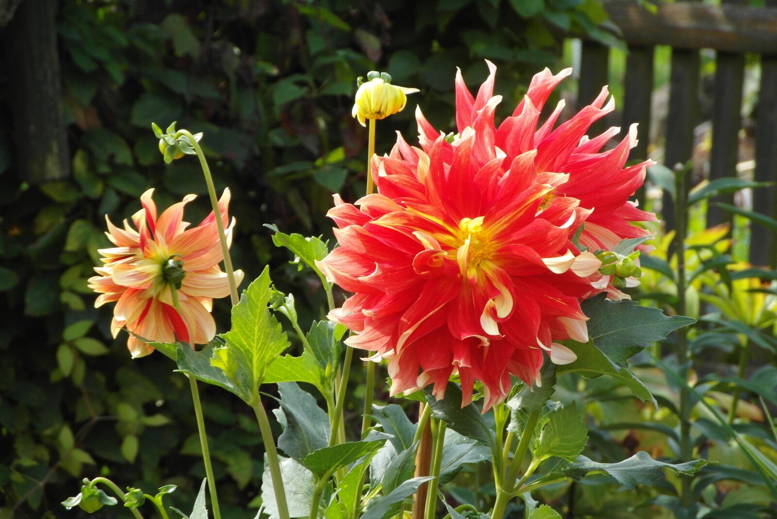 Samsung WB750 sample photo. Dalia, garden, flower photography