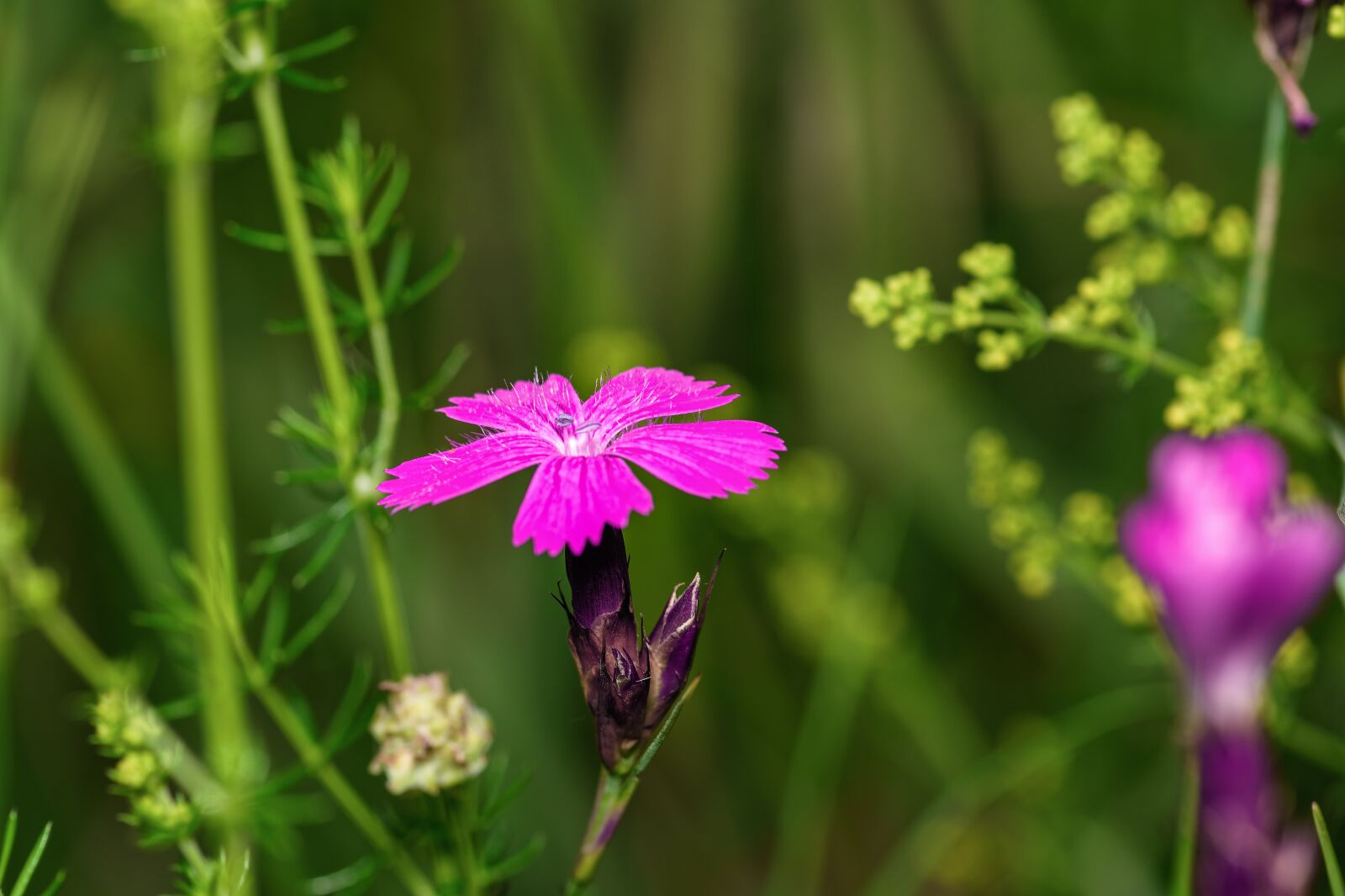 Nikon D7200 sample photo. Carnation, blossom, bloom photography