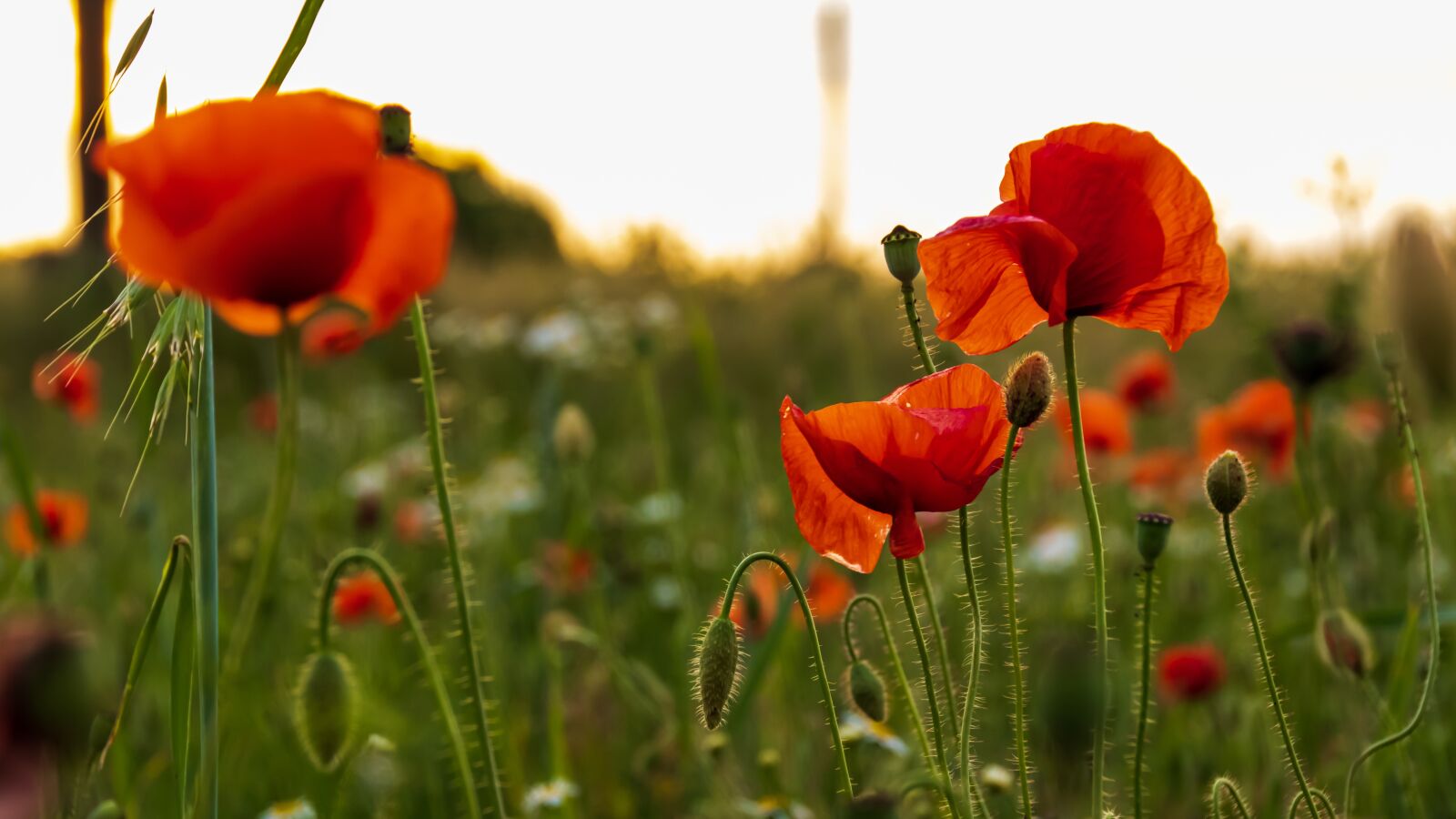 Canon EOS 80D sample photo. Poppies, meadow, summer photography