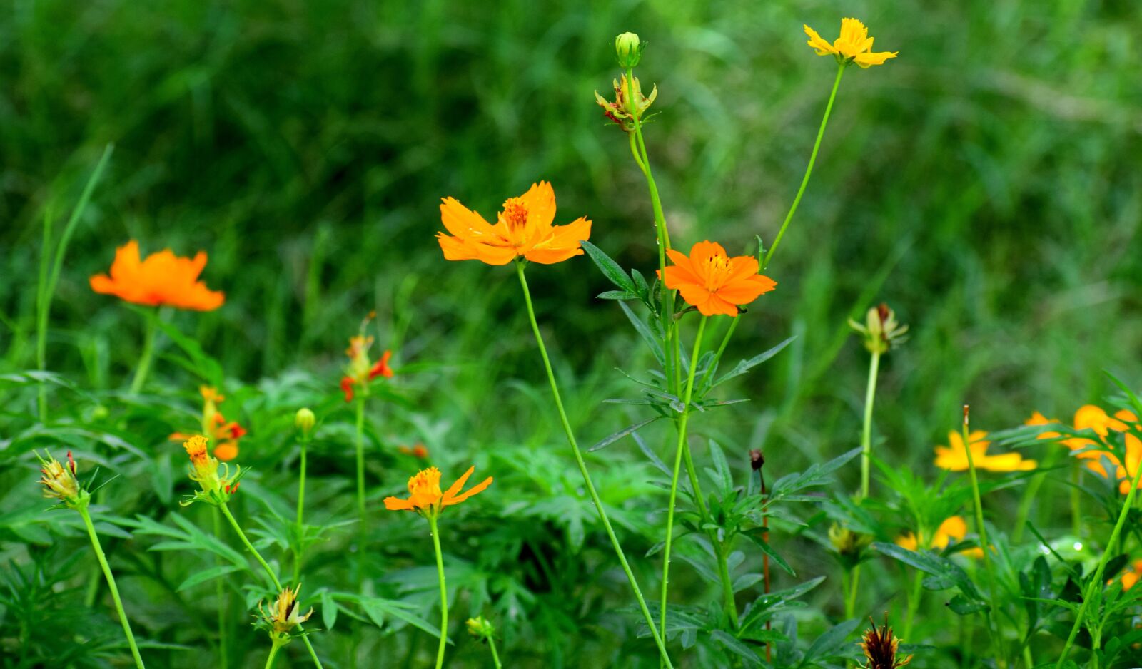 Nikon D3300 sample photo. Flowers, nature, floral photography
