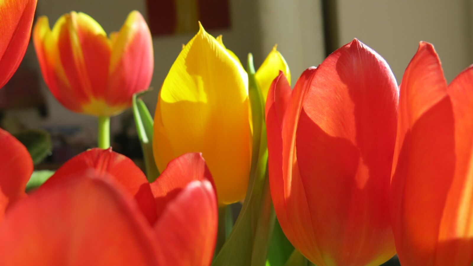 Canon PowerShot G15 sample photo. Red flower, tulip, color photography